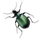 beetle