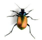beetle