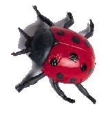 ladybird