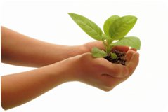 plant in hand