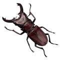 stag beetle